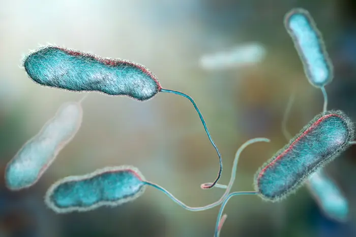Legionella pneumophila bacterium, the causative agent of Legionnaire's disease, is seen in a 3D illustration.